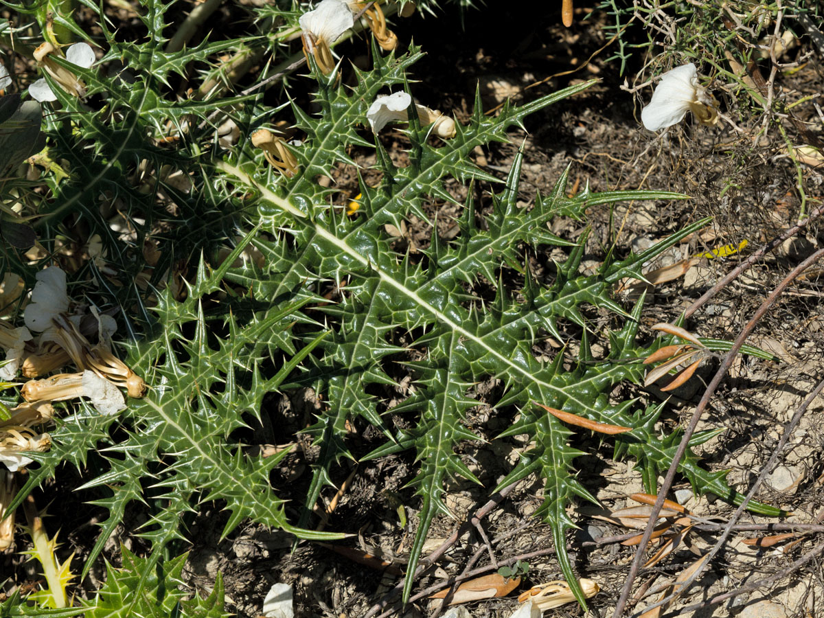 Изображение особи Acanthus spinosus.