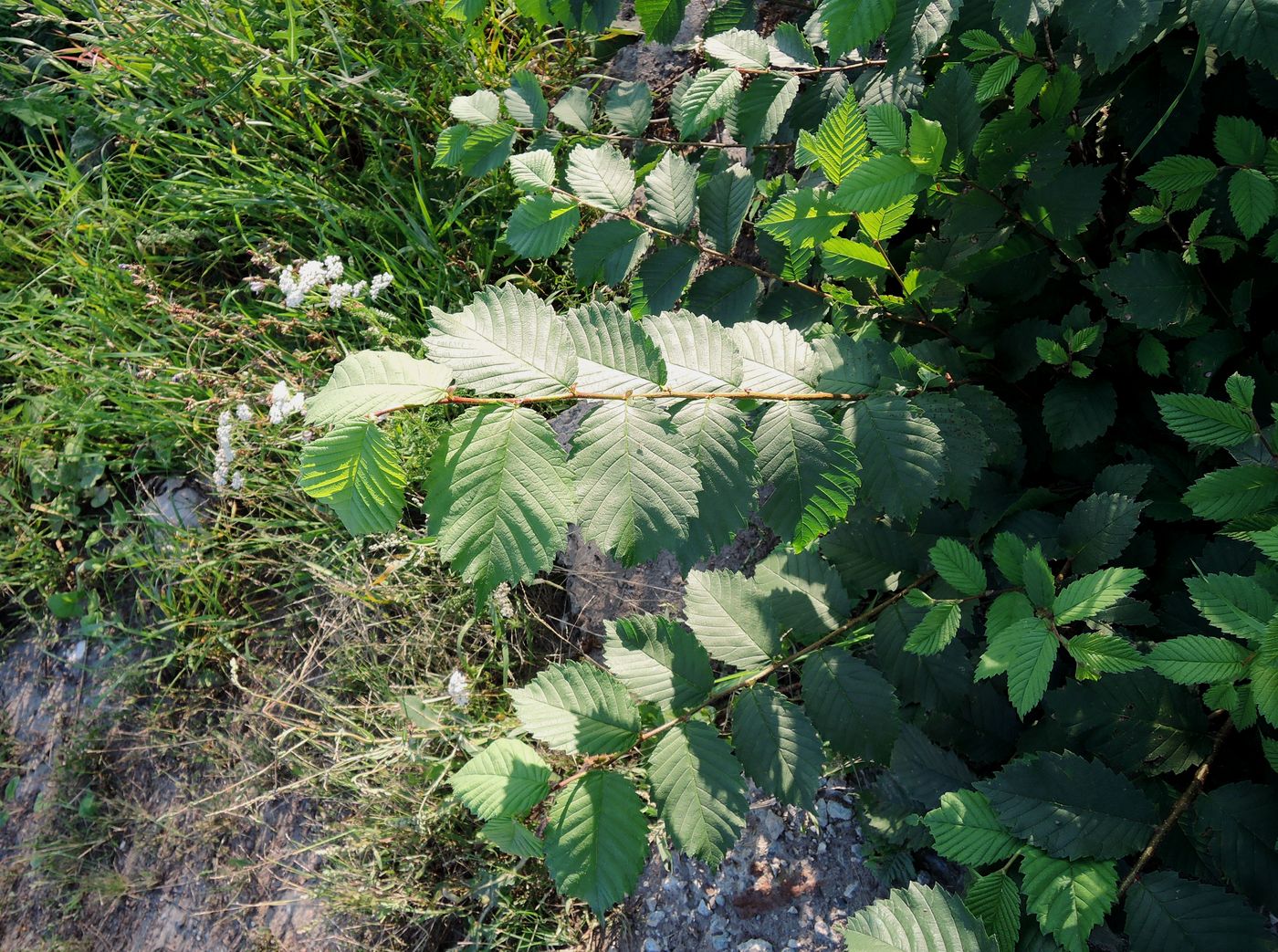 Изображение особи Ulmus glabra.