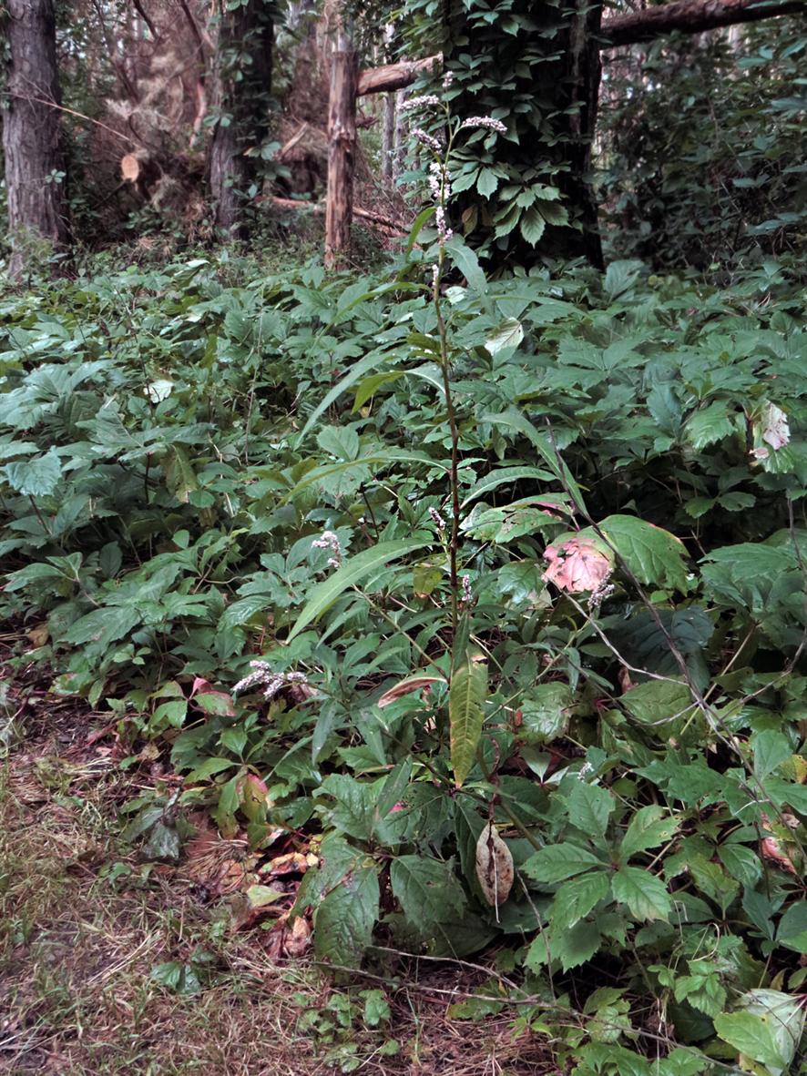 Image of Persicaria maculosa specimen.