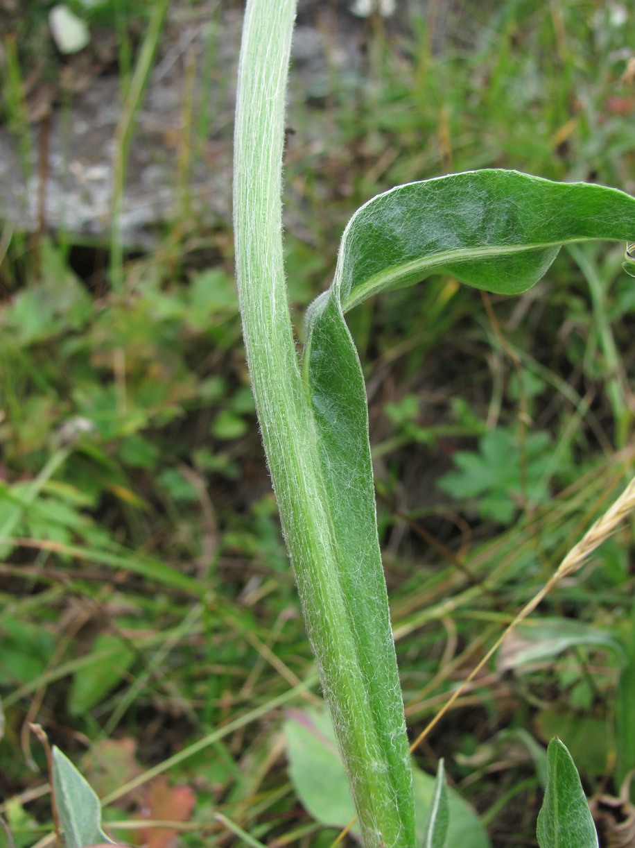 Image of Centaurea cheiranthifolia specimen.