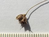 Luzula sylvatica