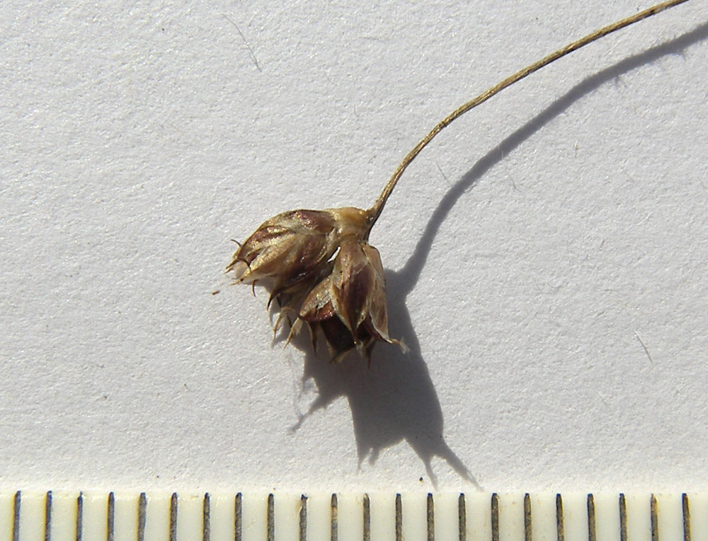 Image of Luzula sylvatica specimen.