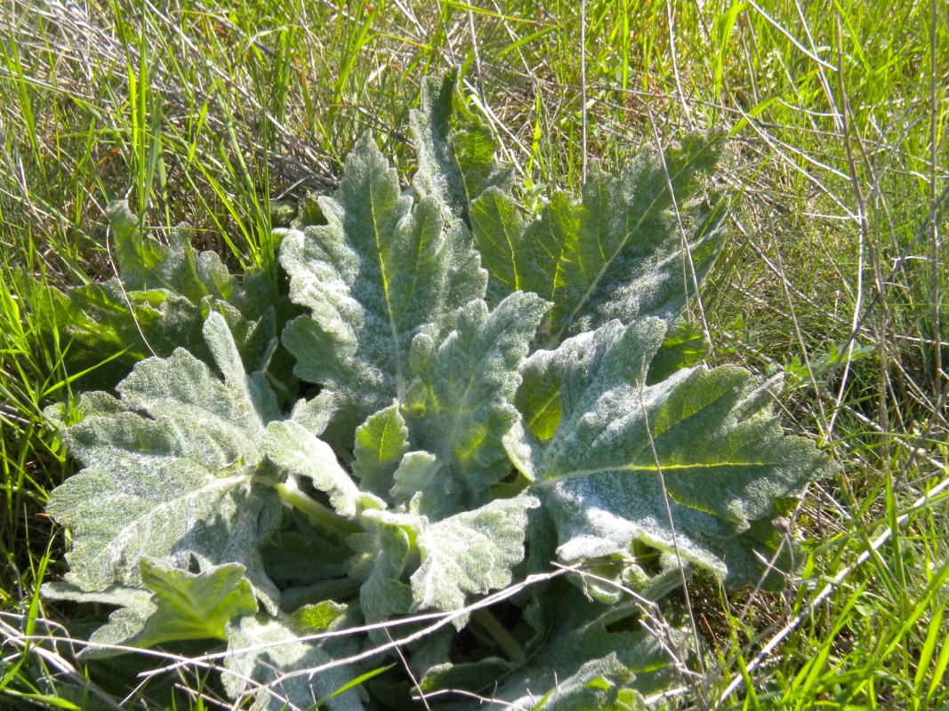 Image of Salvia aethiopis specimen.