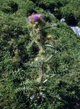 Cirsium glabrifolium. Цветущее растение. Таджикистан, Фанские горы, перевал Талбас, ≈ 3400 м н.у.м., берег ручья. 01.08.2017.
