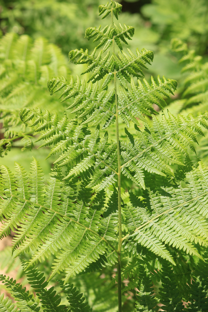 Изображение особи Pteridium tauricum.