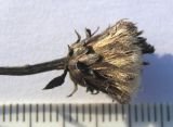 Image of taxon representative. Author is Сергей Банкетов