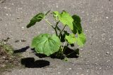 Alcea rosea