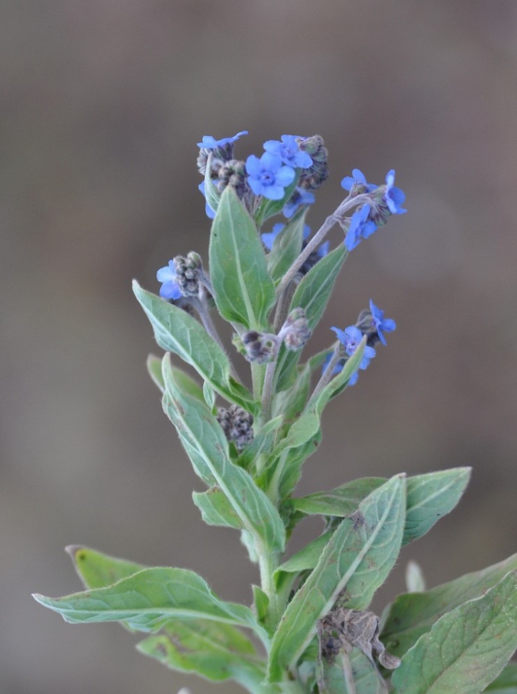 Image of familia Boraginaceae specimen.