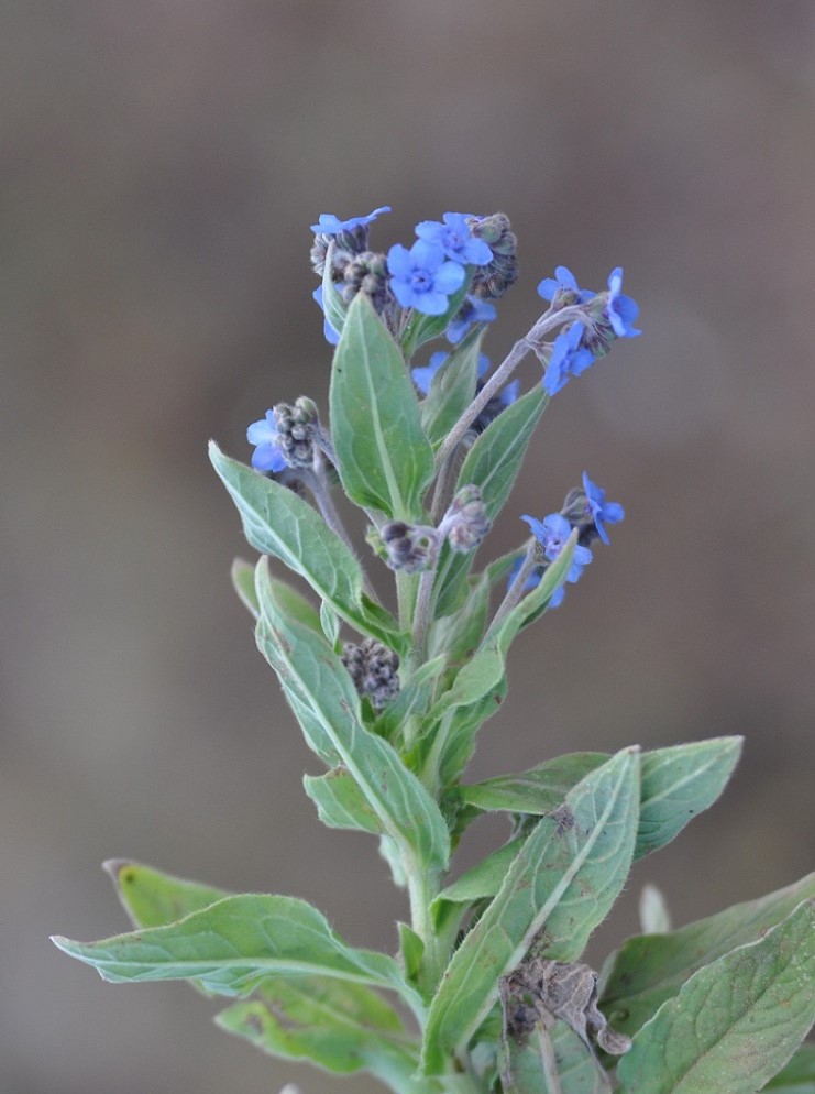 Изображение особи семейство Boraginaceae.