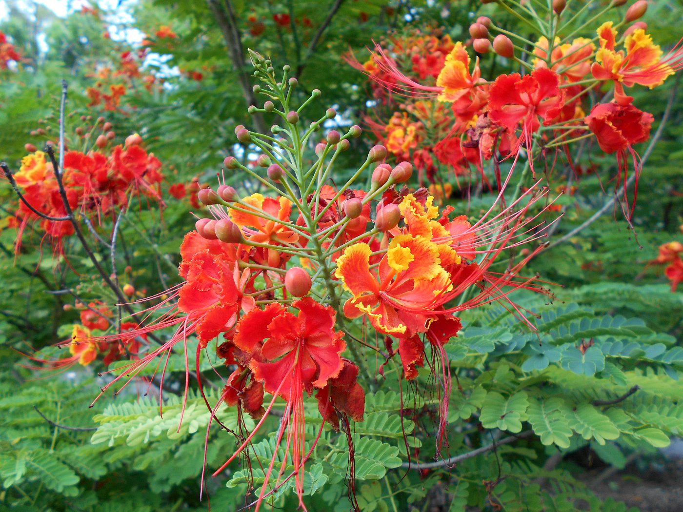 Image of Caesalpinia pulcherrima specimen.