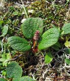 Salix reticulata. Плодоносящий побег. Камчатский край, Алеутский р-н, о-в Медный, хребет над бух. Марьинская, лишайниково-кустарничковая тундра. 08.08.2017.