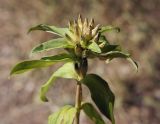 Gentiana cruciata. Незрелое соплодие. Горный Крым, Ай-Петринская яйла, юго-восточный склон. 14.08.2017.