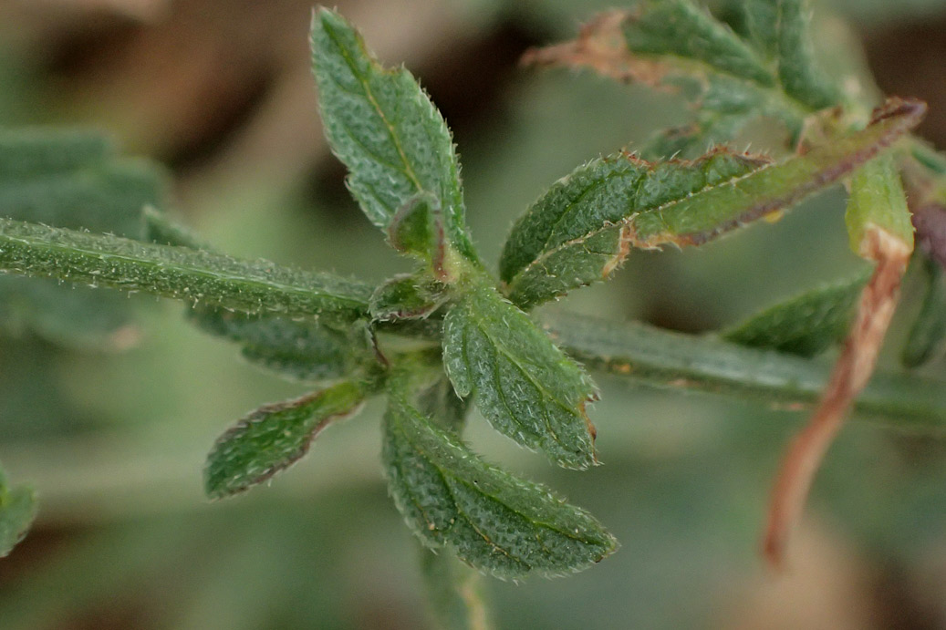 Image of Verbena officinalis specimen.