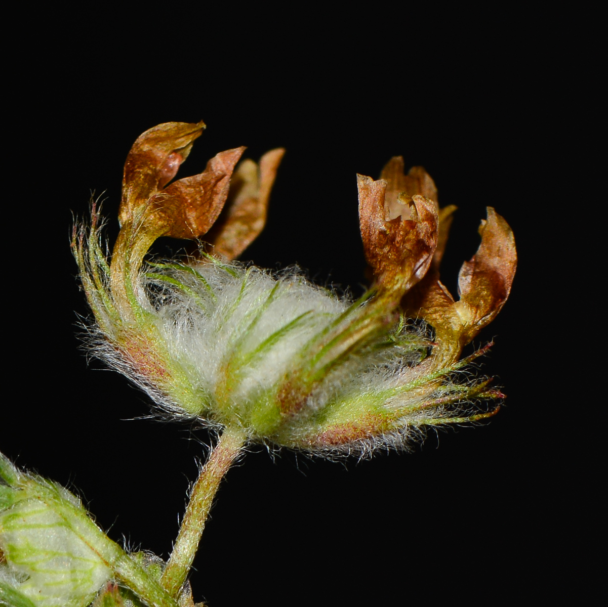 Изображение особи Trifolium eriosphaerum.