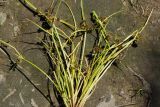 Cyperus fuscus. Верхняя и средняя части цветущего растения. Восточный Казахстан, г. Усть-Каменогорск, берег р. Ульба, влажный луг. 24.07.2017.