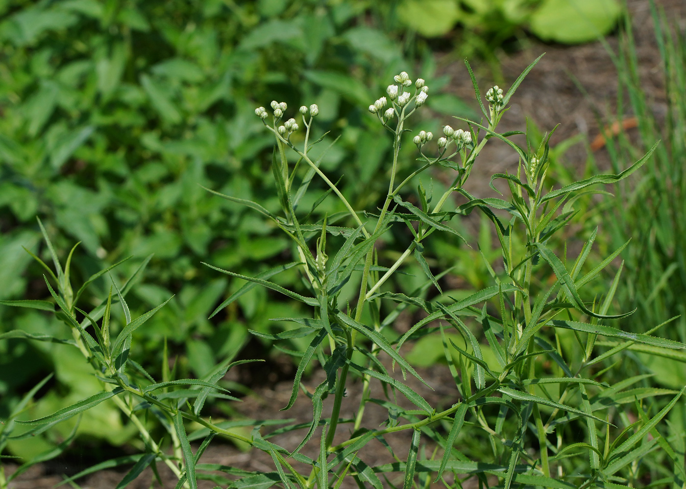 Изображение особи Achillea cartilaginea.