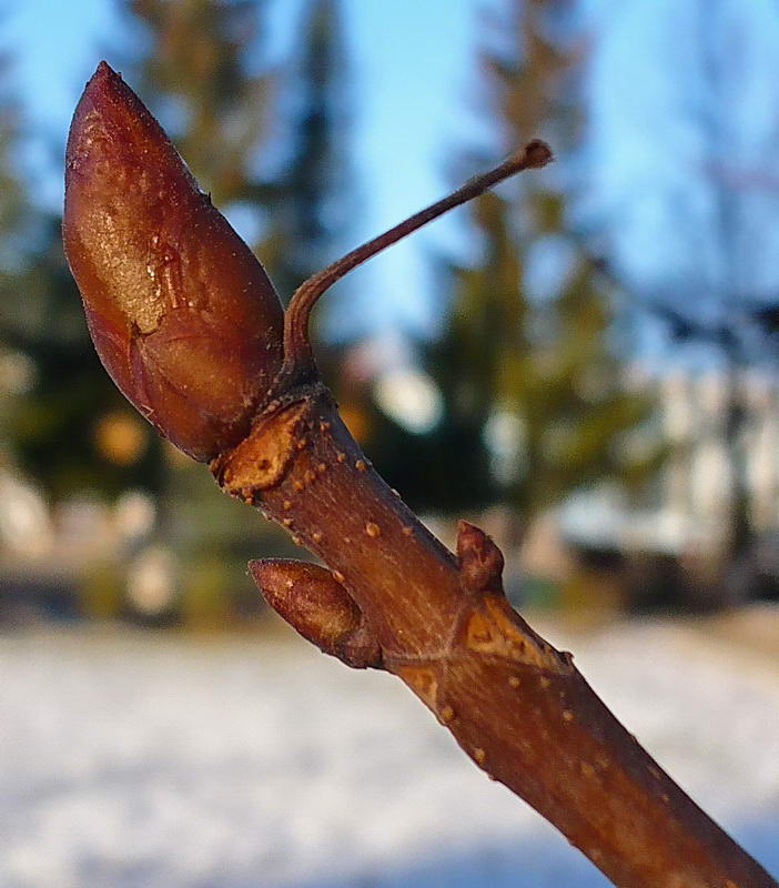 Image of Aesculus hippocastanum specimen.