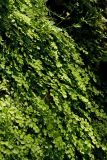 Adiantum capillus-veneris. Вегетирующие растения. Греция, о-в Крит, ном Ханья (Νομός Χανίων), дим Сфакион (Δήμος Σφακίων), Самарийское ущелье (Φαράγγι Σαμαριάς), сырое скальное обнажение. 26 июня 2017 г.