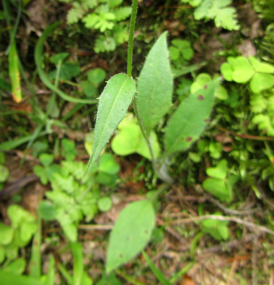 Image of Hieracium silenii specimen.