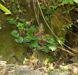 Pachyphragma macrophyllum