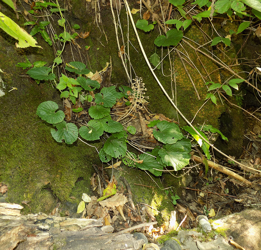 Изображение особи Pachyphragma macrophyllum.