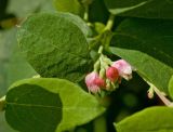 Symphoricarpos albus var. laevigatus