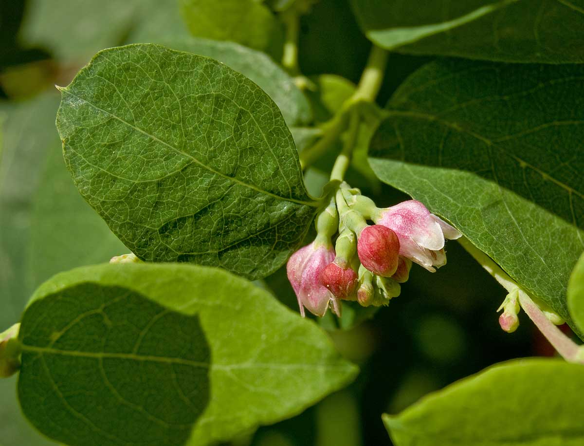 Image of Symphoricarpos albus var. laevigatus specimen.