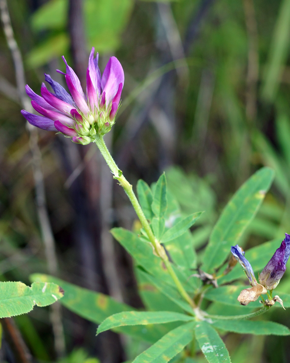 Image of Trifolium lupinaster specimen.