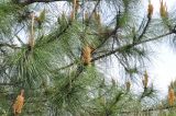 genus Pinus. Ветвь с микростробилами. Китай, провинция Хунань, Сянси-Туцзя-Мяоский автономный округ, окр. г. Фэнхуан, окр. Южной Китайской стены. 02.04.2015.