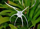 Hymenocallis speciosa. Цветок. Малайзия, окр. г. Джорджтаун, в культуре. 05.05.2017.