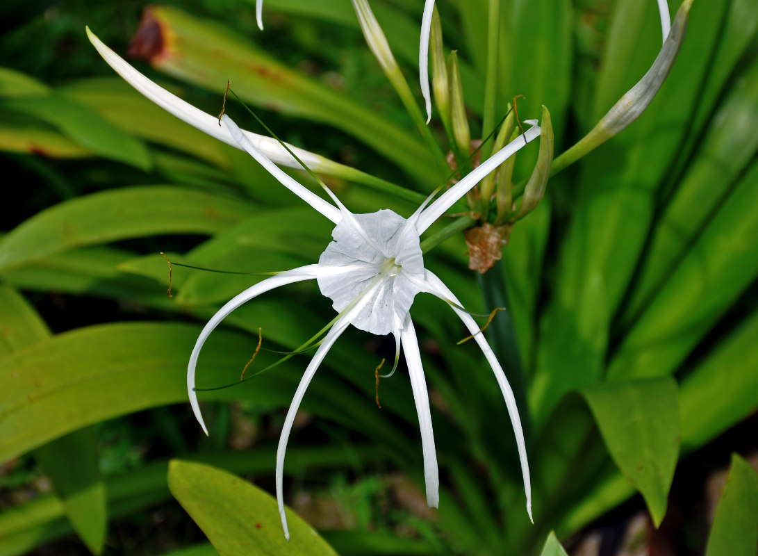 Изображение особи Hymenocallis speciosa.