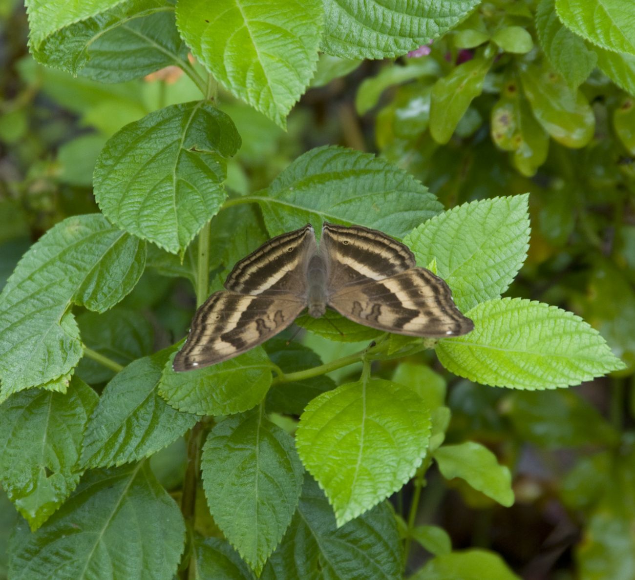 Image of Lantana camara specimen.