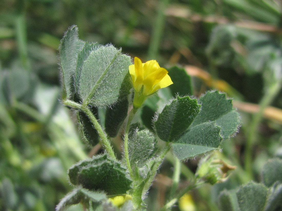 Image of Medicago disciformis specimen.