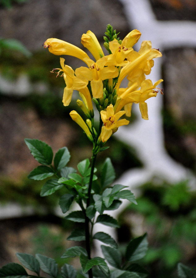 Image of Tecomaria capensis specimen.