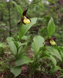 Cypripedium calceolus