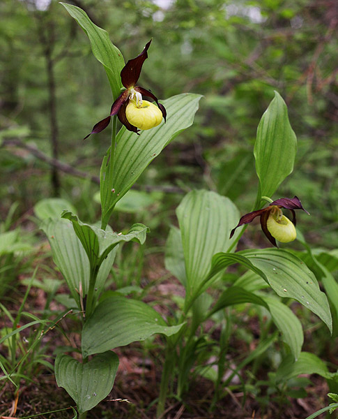 Изображение особи Cypripedium calceolus.