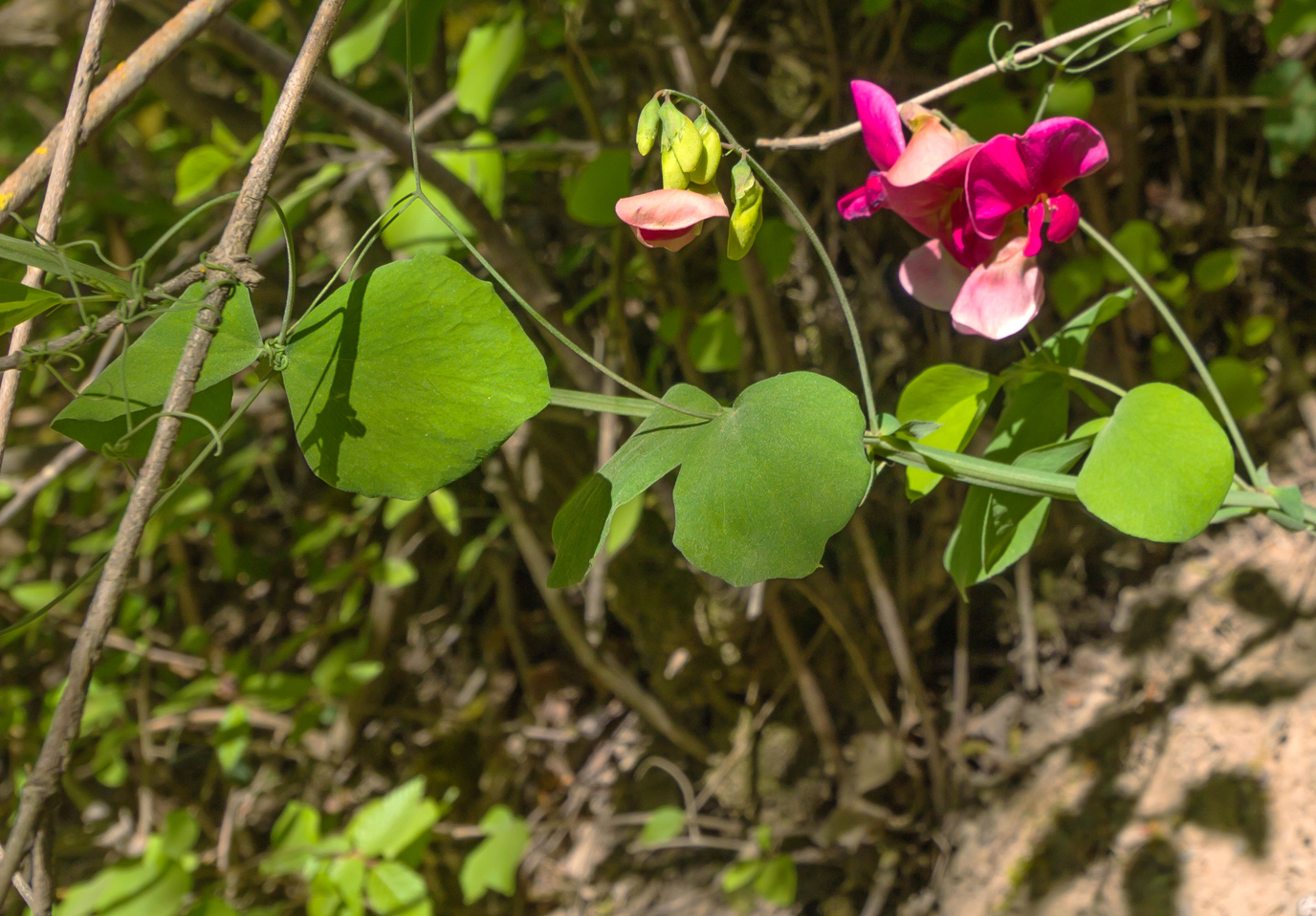 Изображение особи Lathyrus rotundifolius.