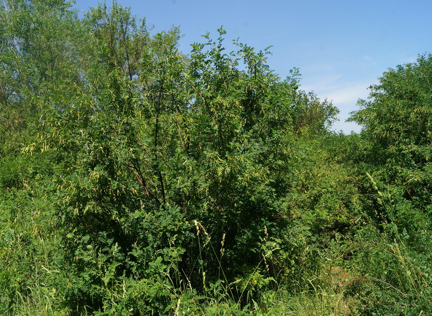 Image of Caragana arborescens specimen.