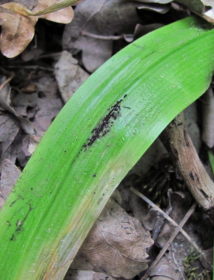 Изображение особи Allium paradoxum.