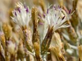 Centaurea spinosa. Соцветия-корзинки. Греция, о-в Крит, ном Ханья (Νομός Χανίων), дим Ханья (Δήμος Χανίων), полуостров Акротири (Ακρωτήρι), деградированная фригана вблизи побережья Эгейского моря. 30 июня 2017 г.