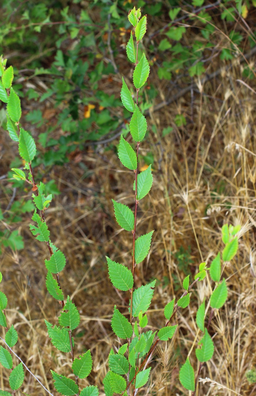 Image of Ulmus pumila specimen.