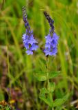 Veronica teucrium