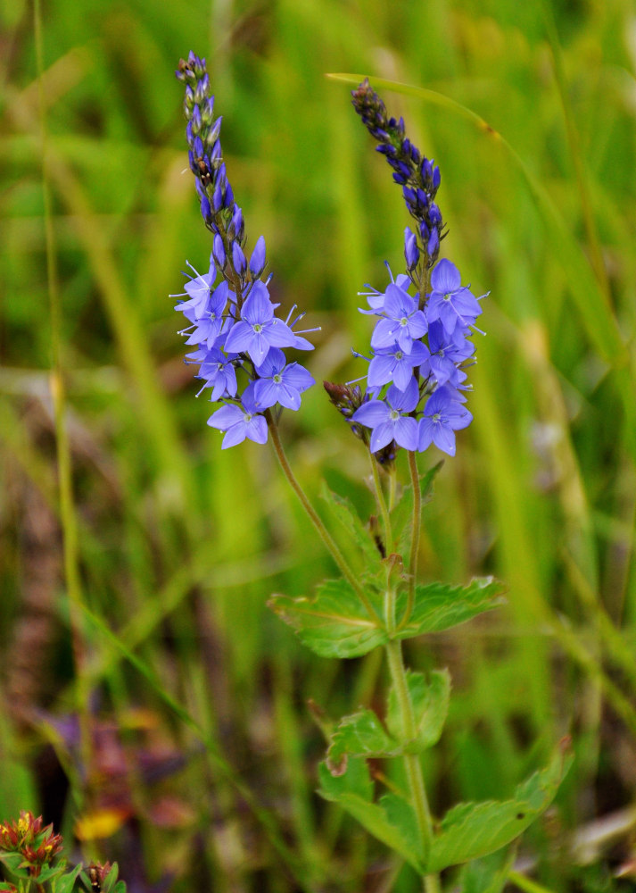 Image of Veronica teucrium specimen.