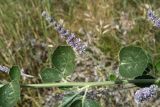 Psoralea drupacea. Часть побега с соцветием. Узбекистан, Кашкадарьинская обл., Гузарский район, окр. Пачкамарского вдхр. 25.05.2010.