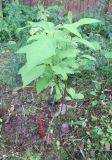Nyssa sylvatica