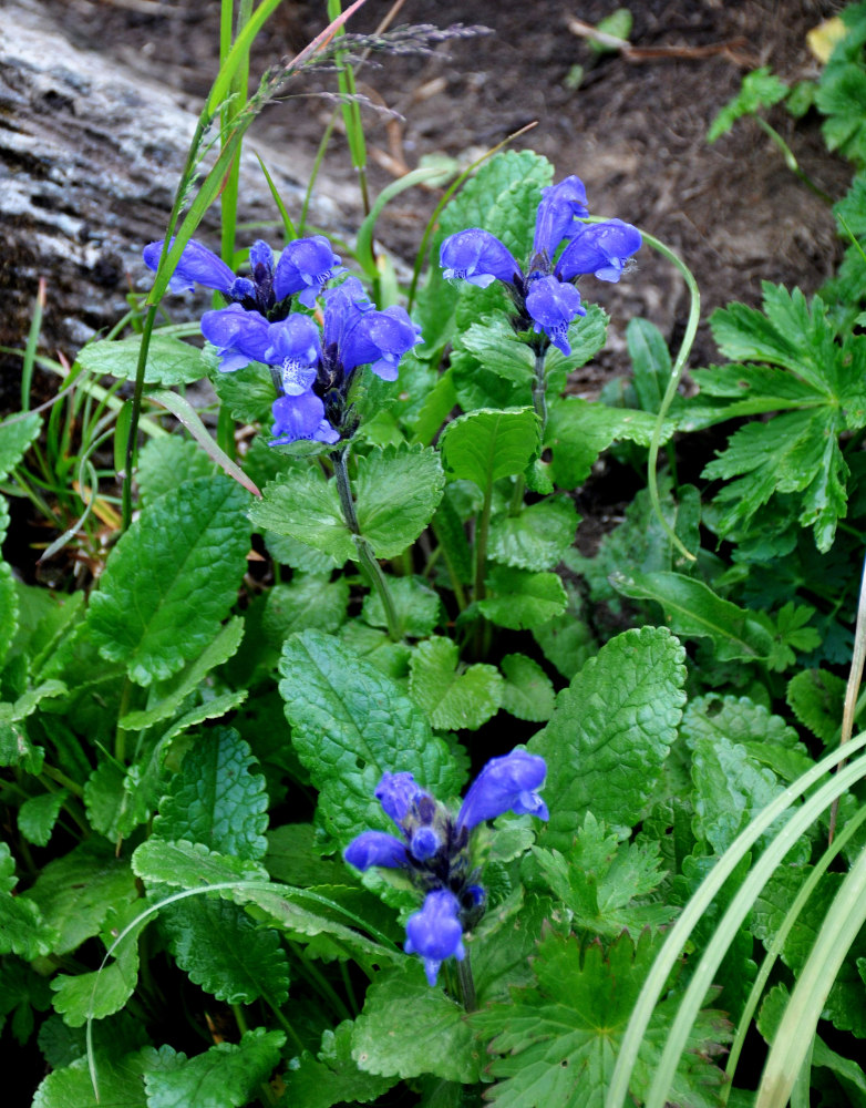 Image of Dracocephalum grandiflorum specimen.