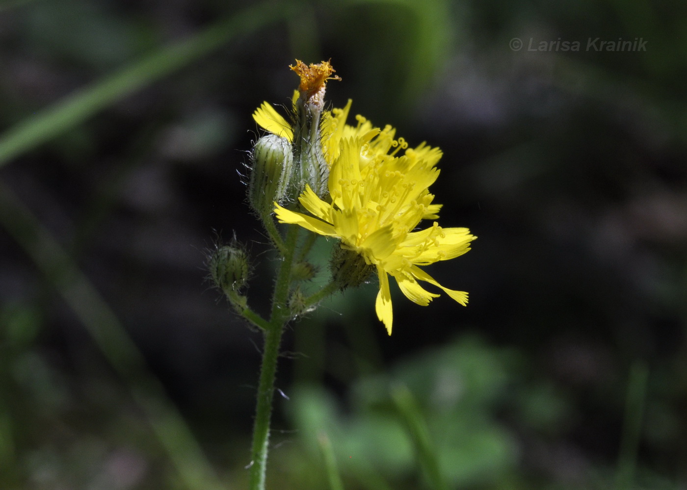 Image of Pilosella &times; floribunda specimen.