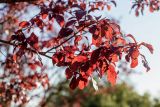 Prunus cerasifera var. pissardii