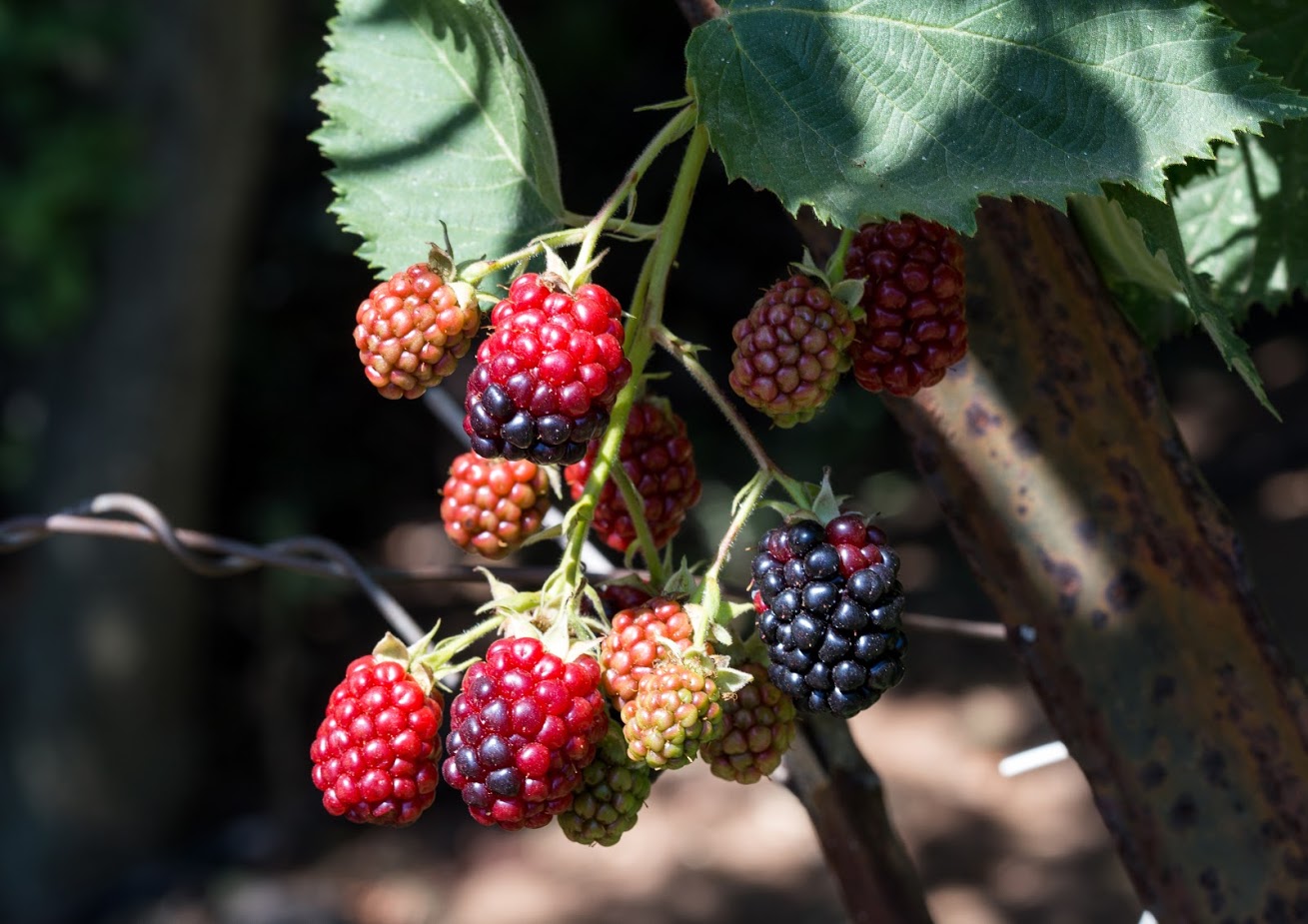 Изображение особи род Rubus.