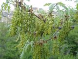 Quercus pubescens